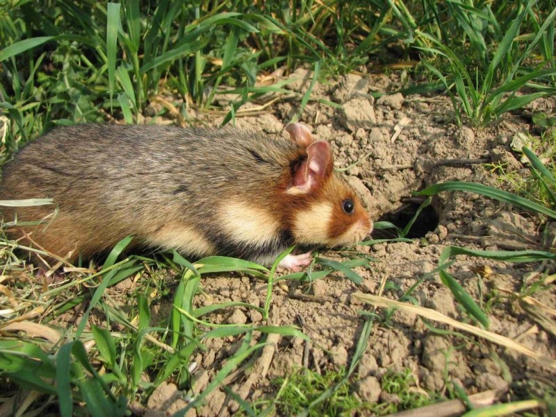Хомячок сирийский (Mesocricetus auratus)