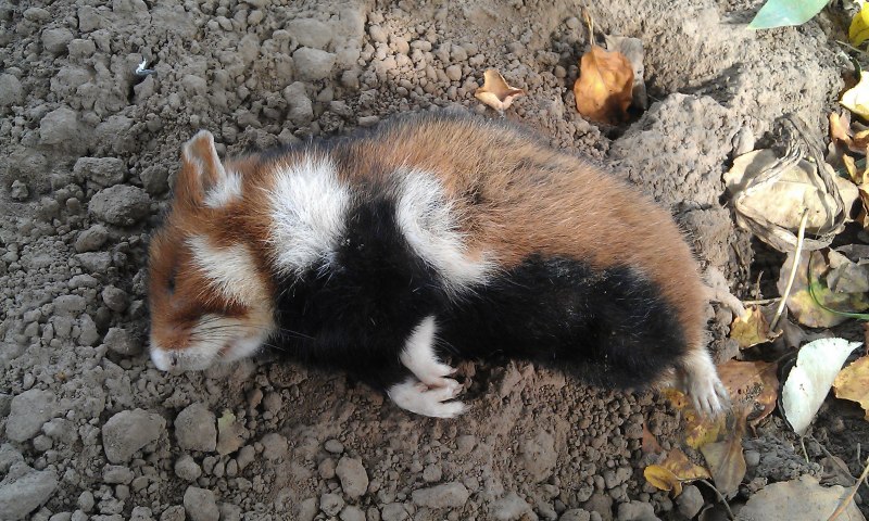Обыкновенный хомяк Cricetus Cricetus