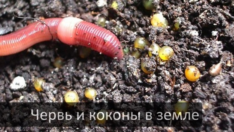 Обыкновенный дождевой червь