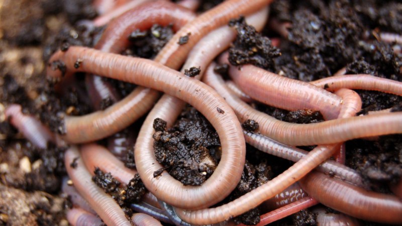 Червь Земляной (Lumbricus terrestris)