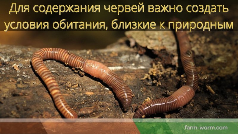 Продолжительность жизни дождевого червя