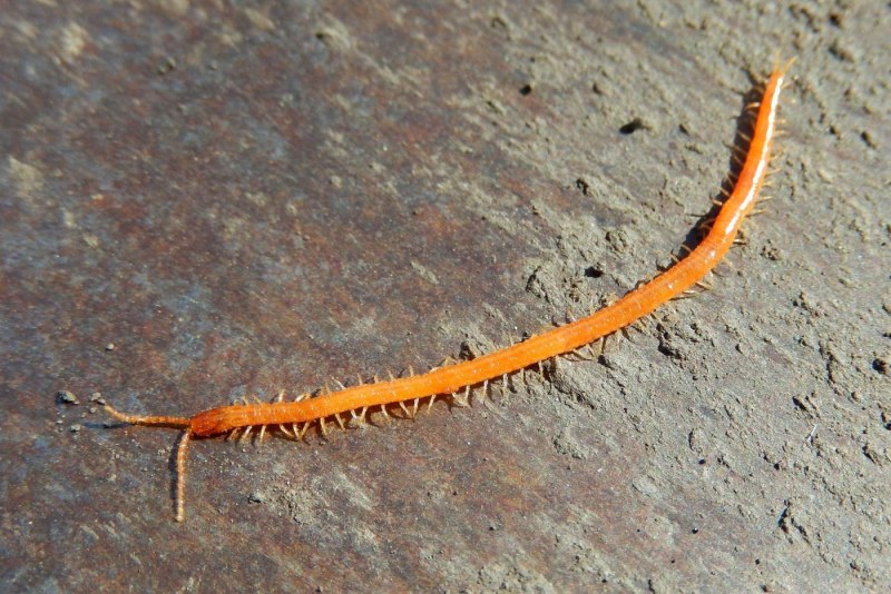 Яблонная Муха личинка Larva