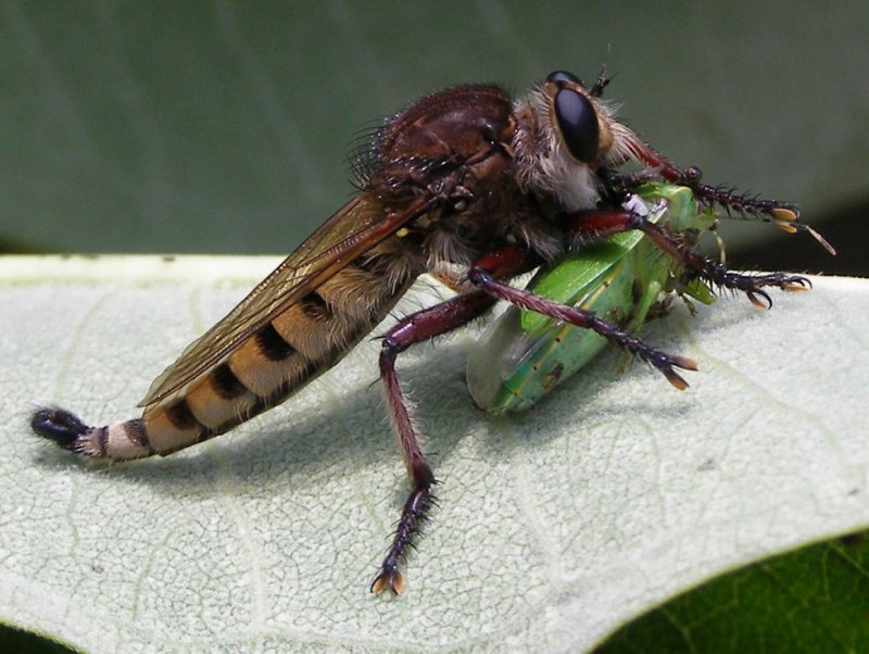 Отряд Diptera