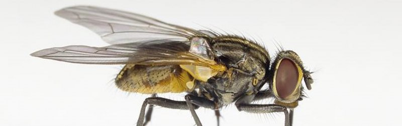Musca domestica комнатная Муха