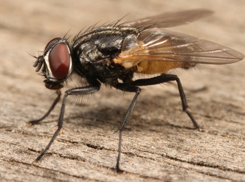 Musca domestica комнатная Муха