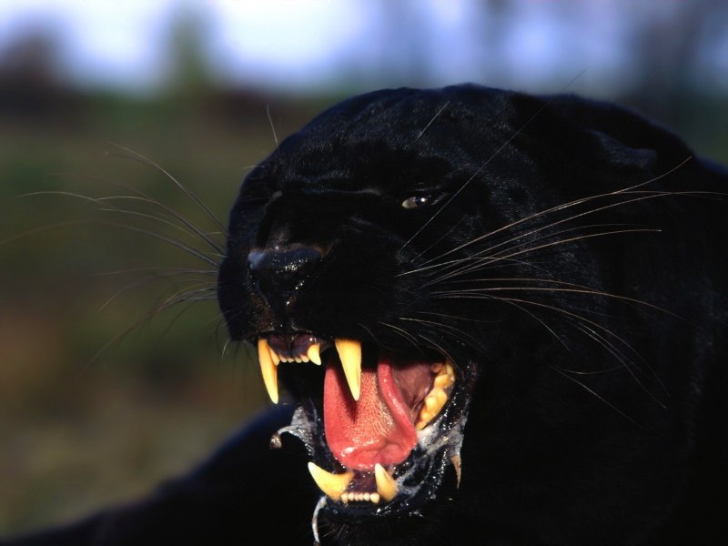 Puma пантера
