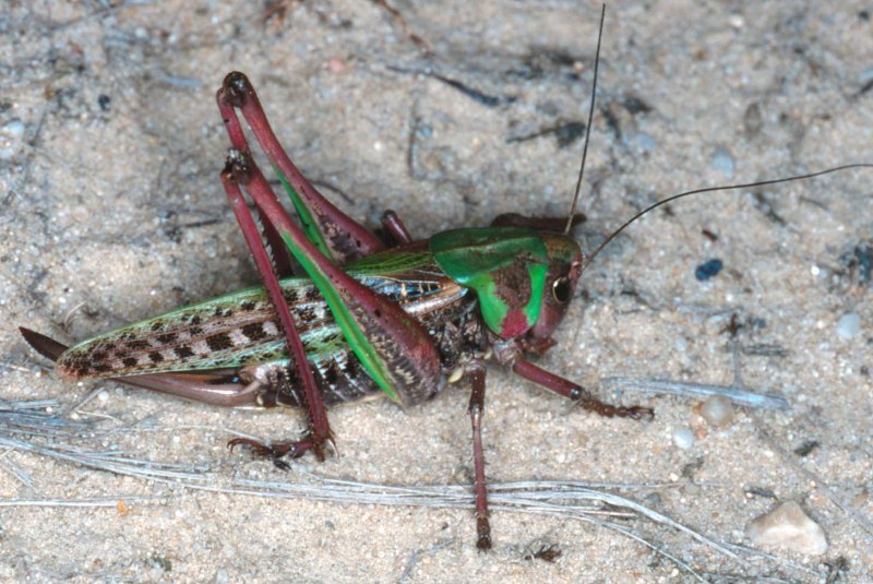 Decticus albifrons кузнечик