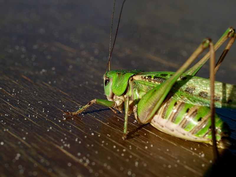 Decticus verrucivorus