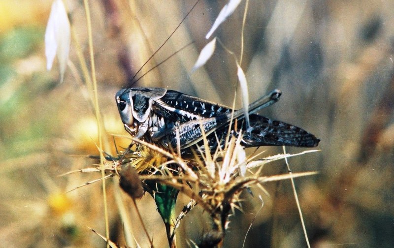 Decticus verrucivorus