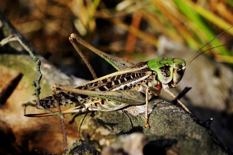 Кузнечик зеленый Tettigonia viridissima ареал