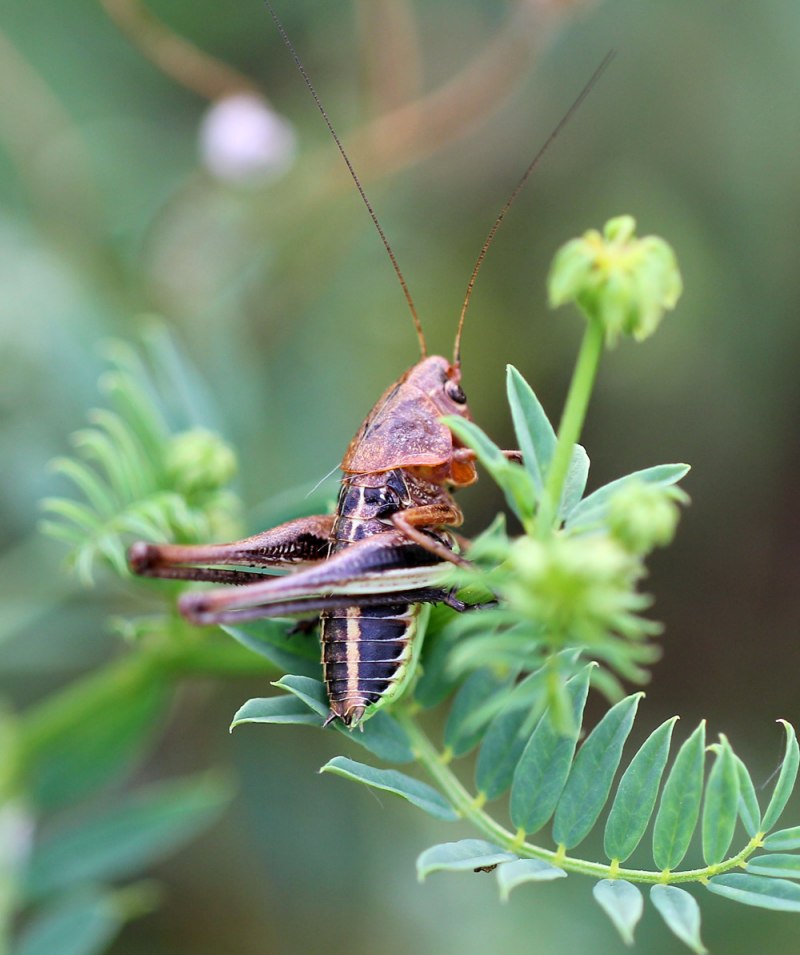 Кузнечик белолобый Decticus albifrons