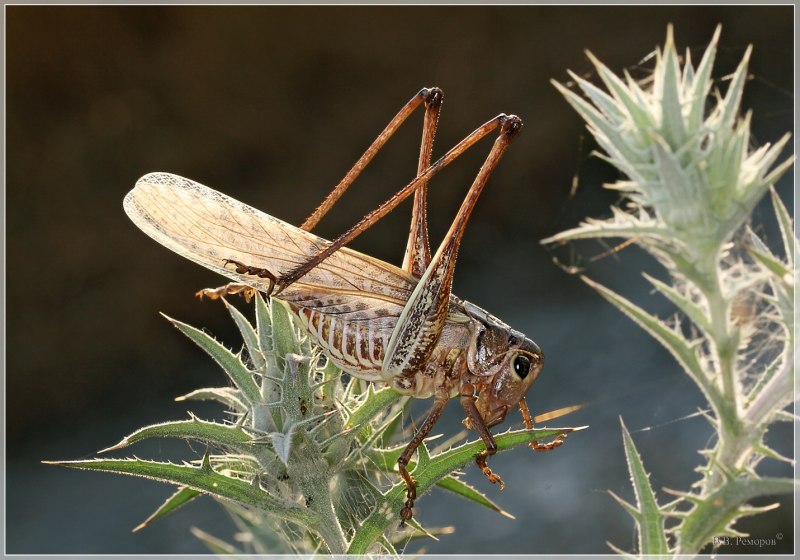 Кузнечик белолобый Decticus albifrons