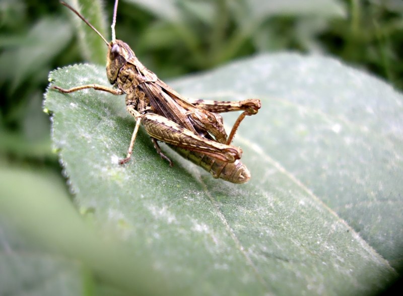 Кузнечик зеленый (Tettigonia viridissima)