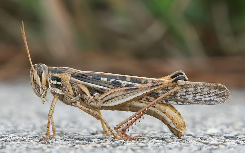 Кузнечик серый (Decticus verrucivorus)