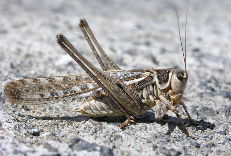 Кузнечик белолобый Decticus albifrons