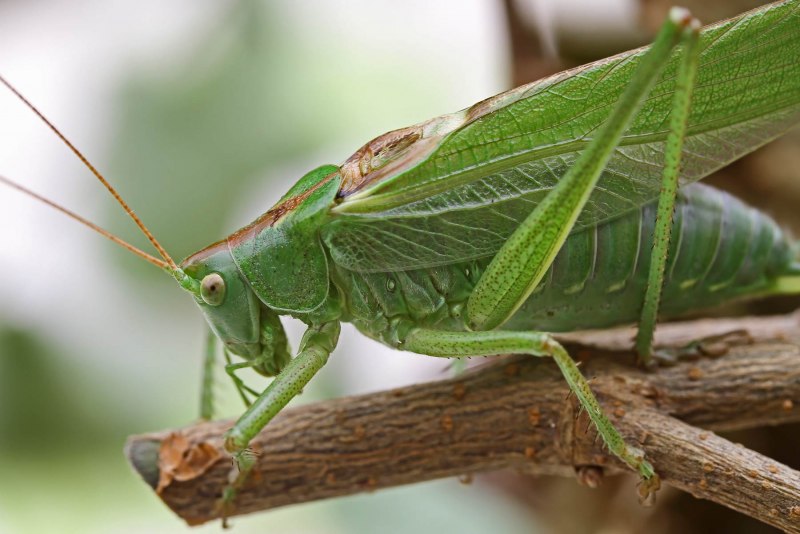 Серый кузнечик Decticus
