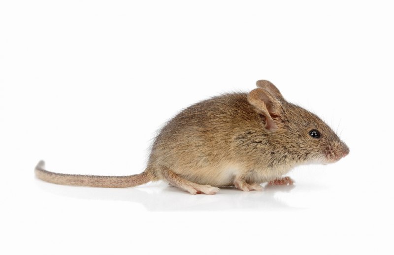 Обыкновенная полевка Microtus arvalis