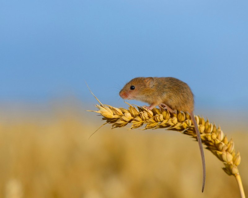 Лесная мышовка