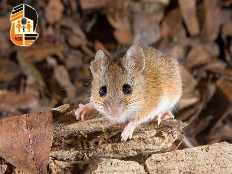 Мышь-Малютка (лат. Micromys minutus)