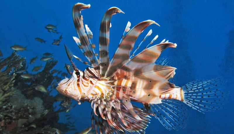 Крылатка Pterois volitans