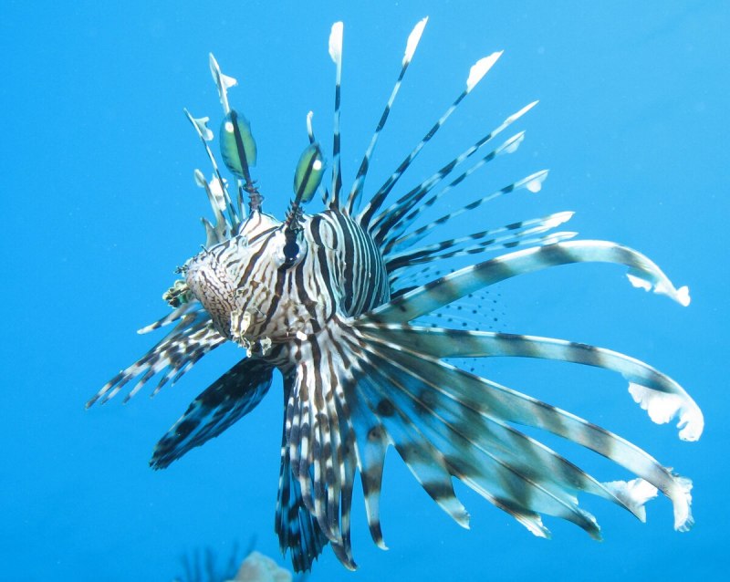 Pterois antennata — антенновая крылатка