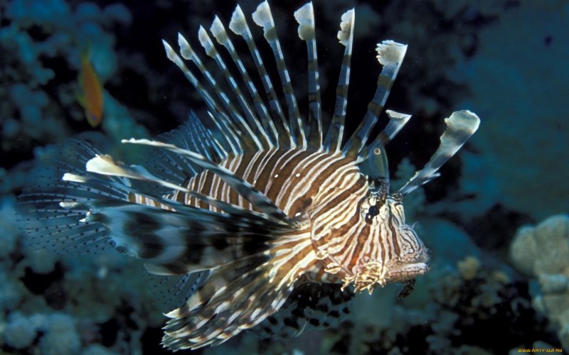 Pterois volitans