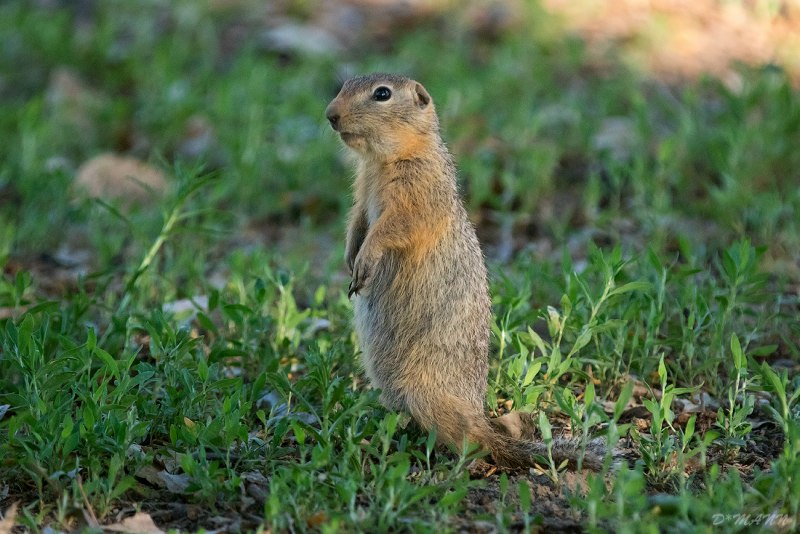 Длиннохвостый суслик Spermophilus undulatus
