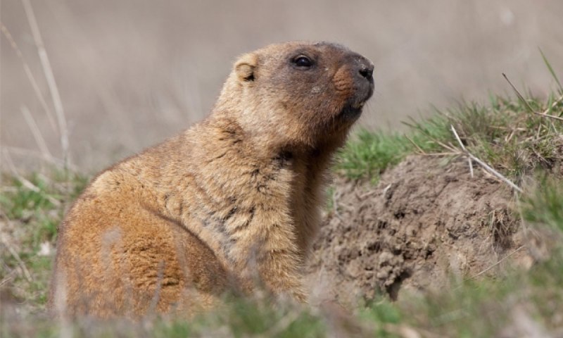 Spermophilus citellus