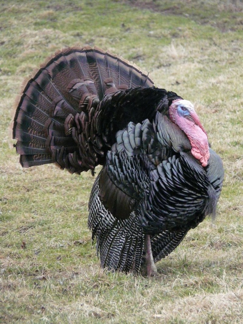 Wild Turkey Fly