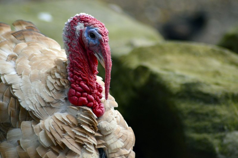 Turkey индюк