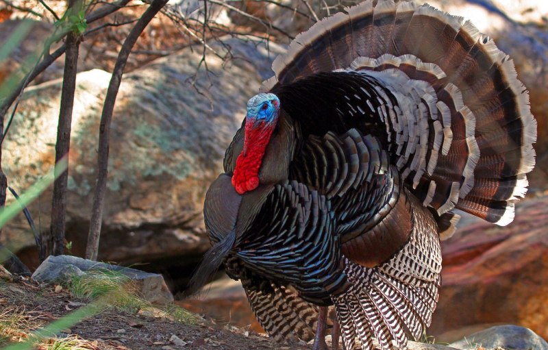 Домашняя индейка meleagris gallopavo