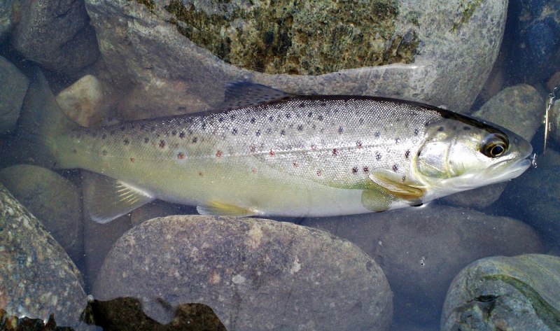Salmo trutta trutta
