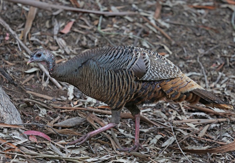 Meleagris gallopavo Linnaeus