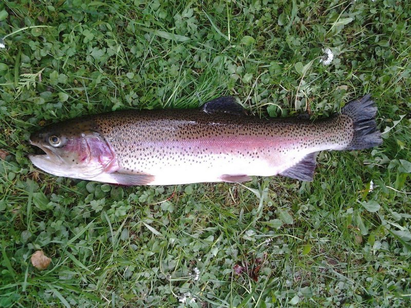 Радужная форель Oncorhynchus mykiss