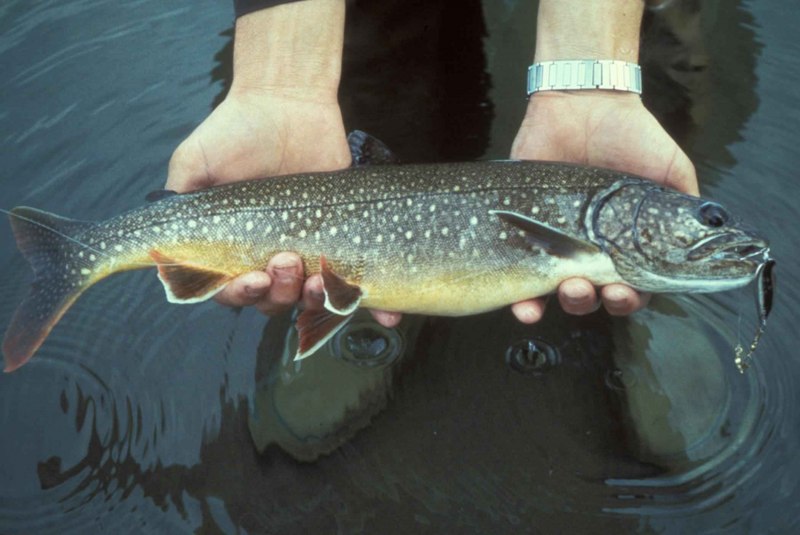 Salvelinus namaycush