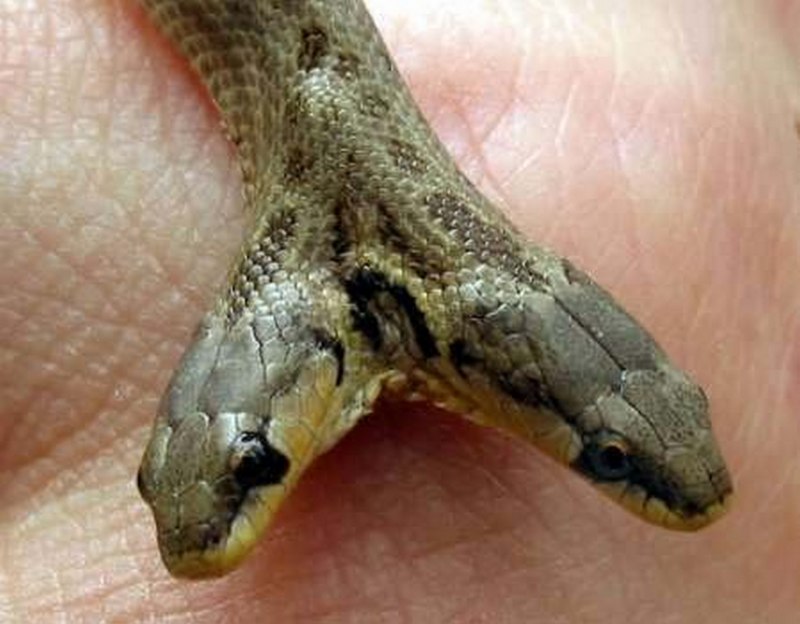 Reptiles that cannot lay Eggs