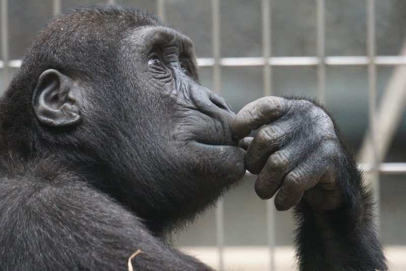 Silverback горилла