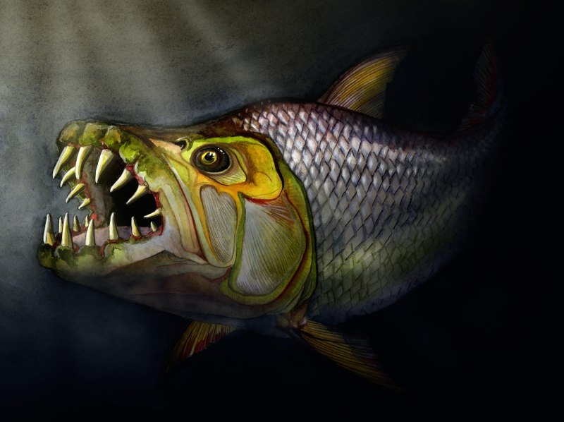Goliath Tigerfish