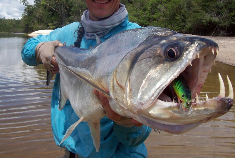 Скумбриевидный гидролик (Payara)