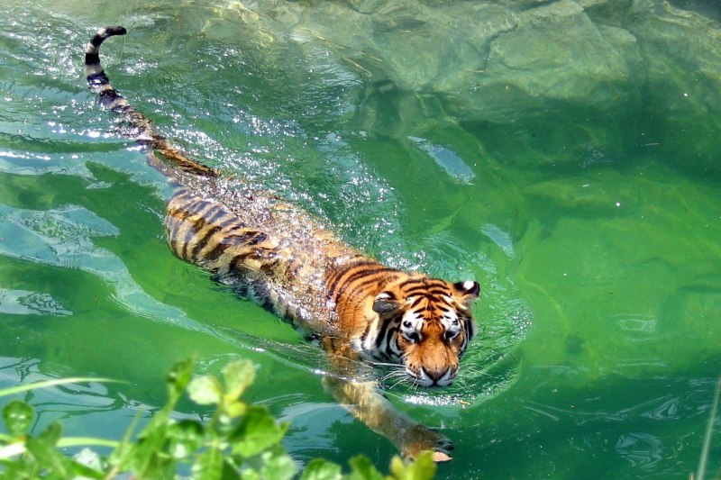 Уссурийский тигр в воде