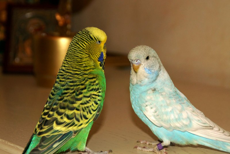 Волнистый попугай Budgie