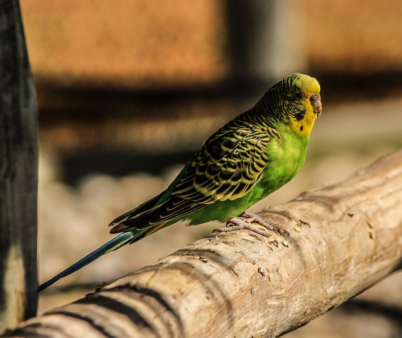 Попугайчик волнистый (Melopsittacus undulatus)