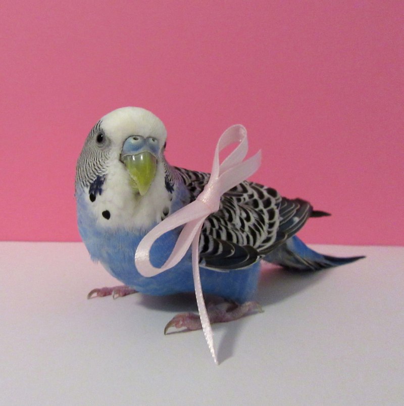 Попугайчик волнистый (Melopsittacus undulatus)