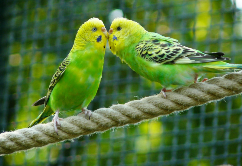 Волнистый попугай Budgie