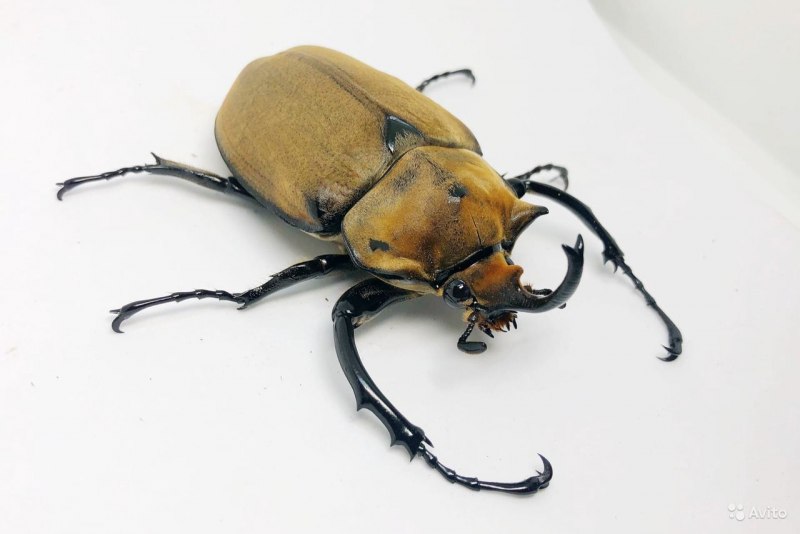 Жук-слон (Megasoma Elephas)