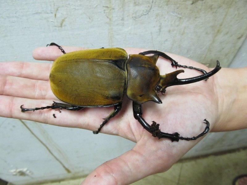 Жук Megasoma Elephas
