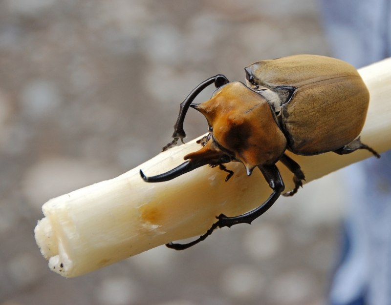 Жук-слон (Megasoma Elephas)