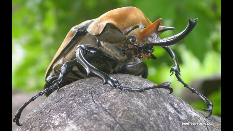 Жук-слон (Megasoma Elephas)