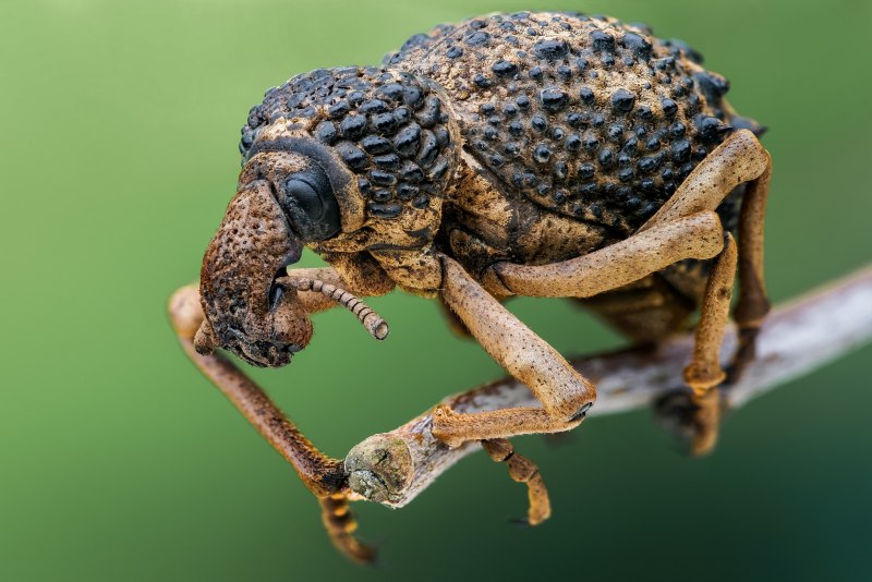 Megasoma Elephas Elephas
