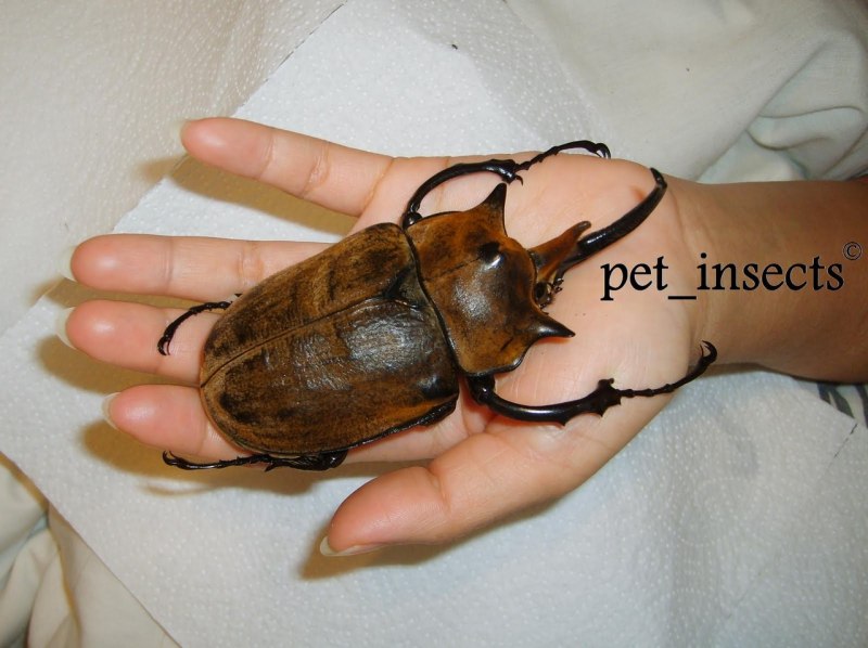 Жук-слон (Megasoma Elephas)